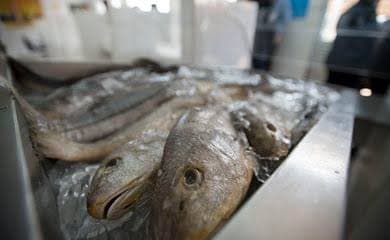 Semana do Pescado 2026 prevê ações para incentivar o consumo de peixe